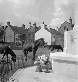 Ringwood: Ringwood