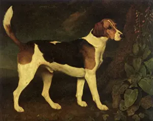 Foxhound: Ringwood, a Brocklesby Foxhound, by Stubbs