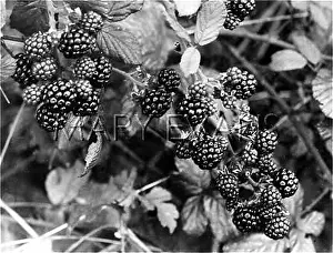 Brambles: RIPE BLACKBERRIES