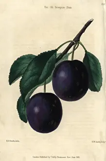 Mcintosh: Ripe blue purple Old Brompton Plum, Prunus domestica