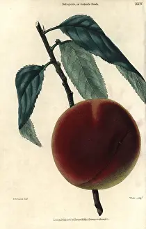 Florilegius Collection: Ripe fruit and leaves of the Bellegarde or