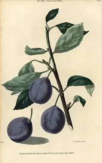 Mcintosh: Ripe fruit and leaves of the Blue Imperatrice