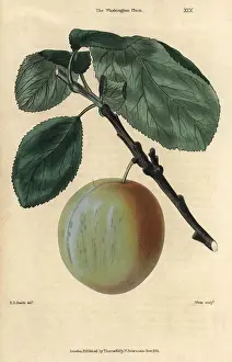 Mcintosh: Ripe fruit and leaves of the Washington plum