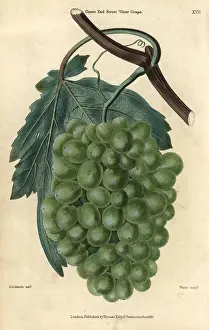 Vitis: Ripe green grapes, vine and leaf of the Grove