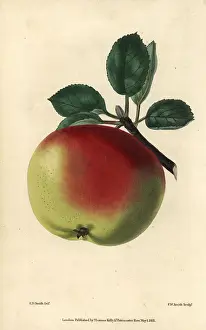 Mcintosh: Ripe green and red fruit of the White Hawthornden