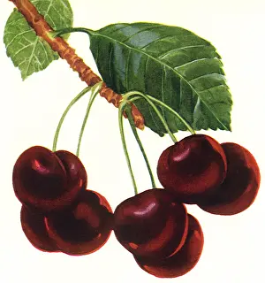 Ripe: Ripe Hanging Cherries