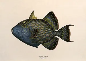 Graced: Rippled Triggerfish