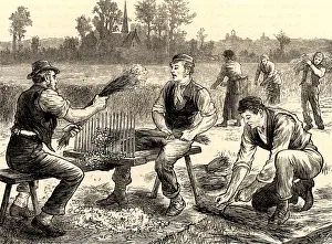Fibres: Rippling flax to remove the seeds and remains