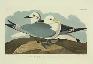Rissa: Rissa tridactyla, black-legged kittiwake