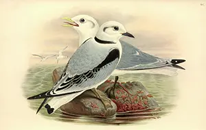 Rissa: Rissa tridactyla, black-legged kittiwake