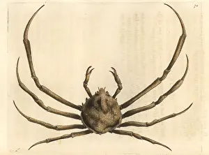 Leach: Risso's doclea crab, Doclea rissonii