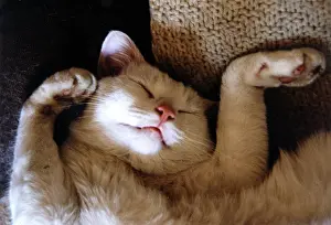 Snooze: RITZ FAST ASLEEP