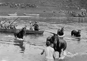 Weser: River crossing of a cavalry regiment, 1913