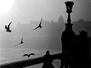 River Danube Gulls