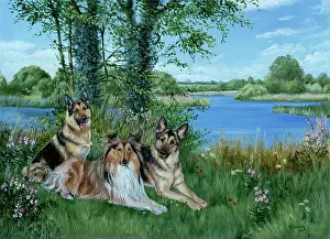 Winnie: By the River ? with three dogs