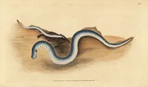 Fluviatilis: River lamprey, Lampetra fluviatilis