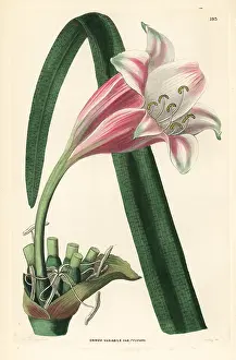 Crinum: River lily, Crinum variabile