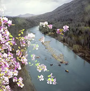 Rhododendron: River log drive in Altai Territory, 1990