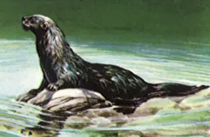 Otters: River Otter