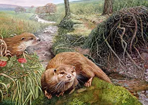Otters: The River ' two otters