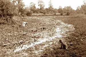 Watercress: River Thames source - watercress beds - Victorian period