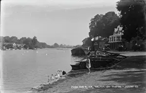 Swans: The River at Yalton on Thames