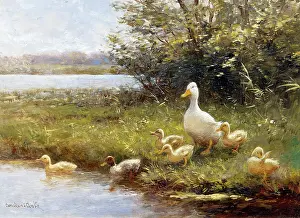 Artz: On the Riverbank ' duck and ducklings