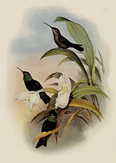 Fulgens: The Rivoli, Eugenes Fulgens