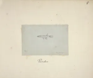 Ray Finned: Rivulus sp