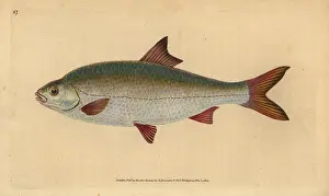 Roach: Roach, Rutilus rutilus
