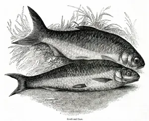 Roach: Roach (Rutilus rutilus) and Dace (Leuciscus leuciscus)