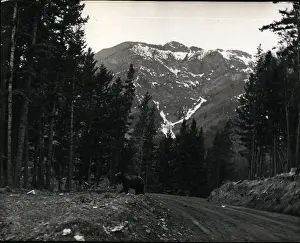 Wanders: Road, bear and trees at Banff, Alberta, Canada