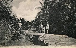Oxen: Road building on Guam, Western Pacific