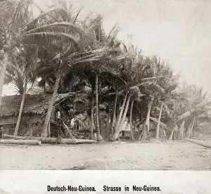 Grove: Road in New Guinea