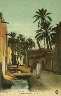 Biskra: A road in Old Biskra. With date palms