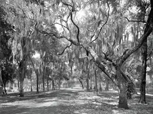 Ridgewood: Road - path - trees - landscape - Daytona - Florida