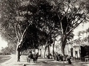 Buidling: Road to the pyramids, Cairo, Egypt, horse & hackney carriage