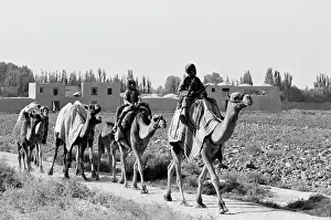 Camels: Roads of Afghanistan