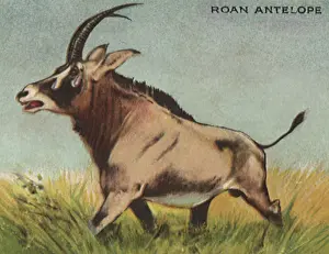 Prairie: Roan Antelope