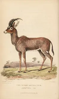 Equina: Roan antelope, Hippotragus equinus