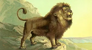 Surveys: Roaring Lion