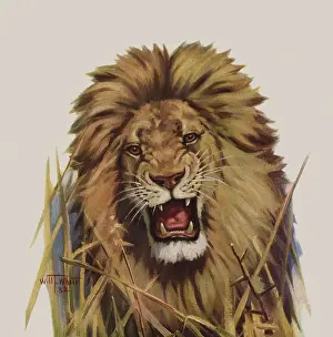 Grasses: Roaring Lion