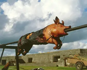 Porker: A roast pig on a spit, West Country