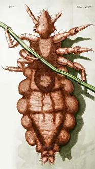 Micrographia: Robert Hooke's Louse, 1665
