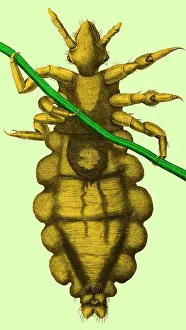Micrographia: Robert Hooke's Louse, 1665