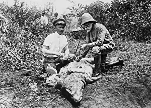 Klein: Robert Koch dissecting crocodile in Africa