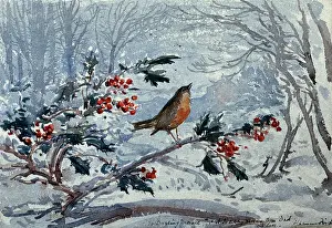 Lamorna: What will the Robin do then