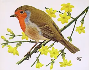 Robins: Robin