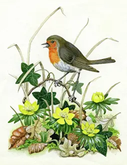 Sherborne: Robin with Aconites