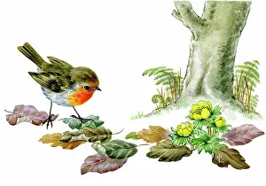 Aconites: Robin with aconites and beech leaves